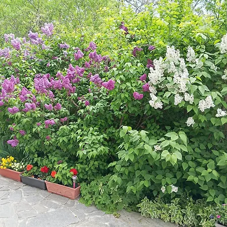 Savovi Pensiune Varna